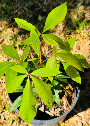 Native Red Buckeye (Aesculus Pavia)