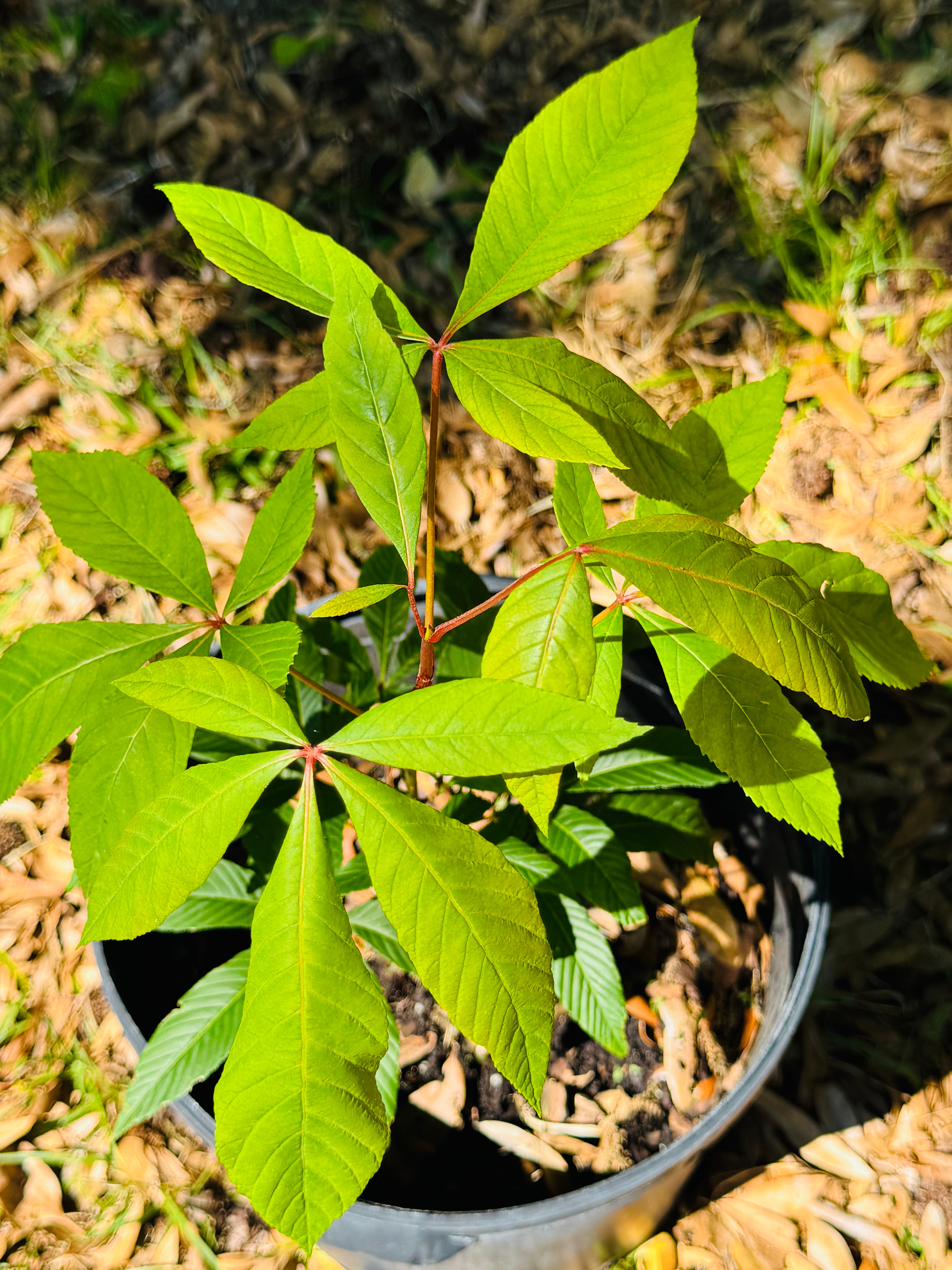 Native Red Buckeye (Aesculus Pavia)