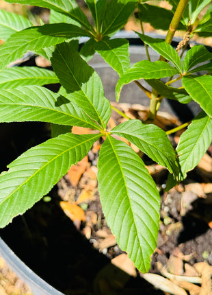 Native Red Buckeye (Aesculus Pavia)