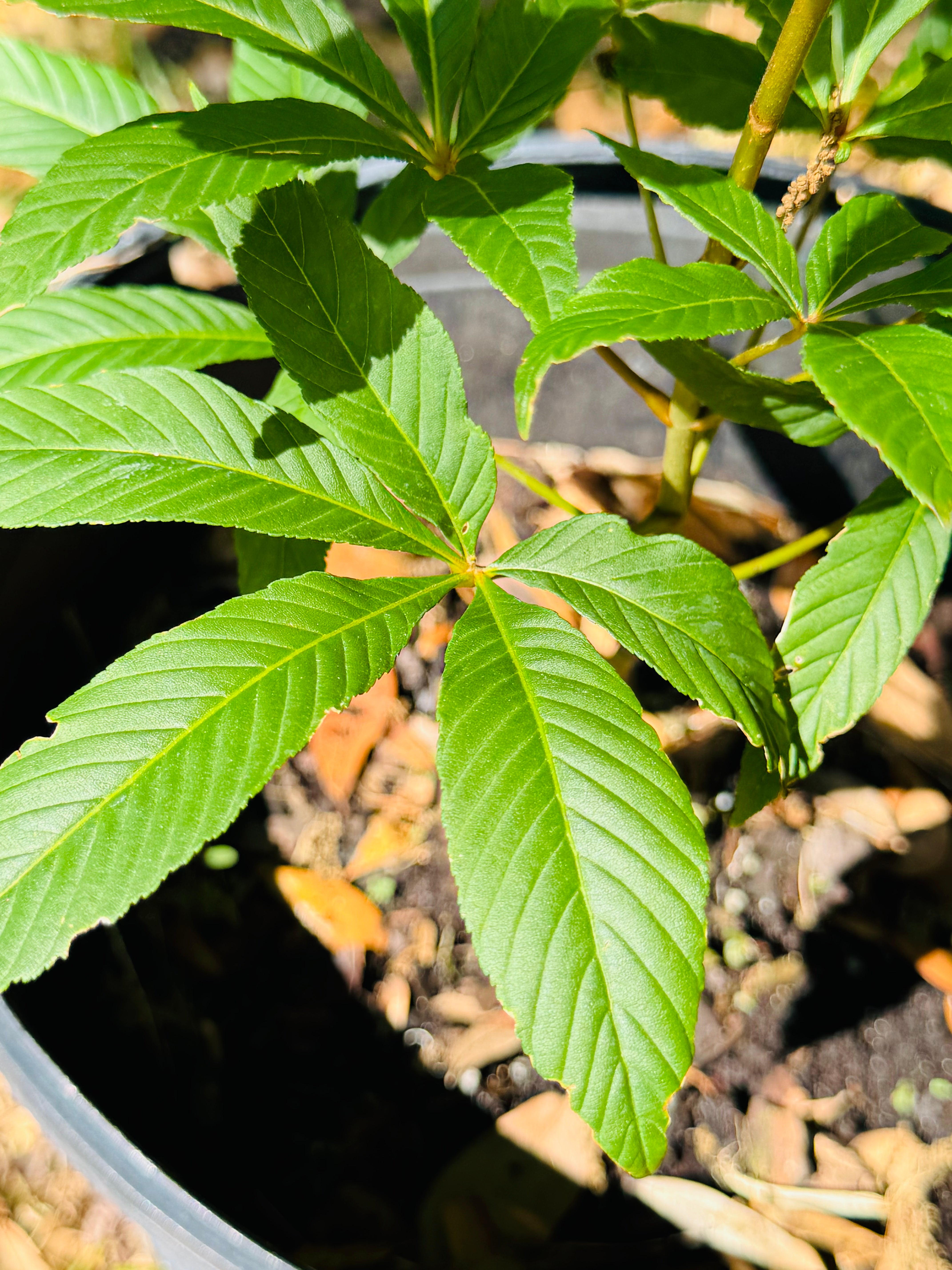 Native Red Buckeye (Aesculus Pavia)