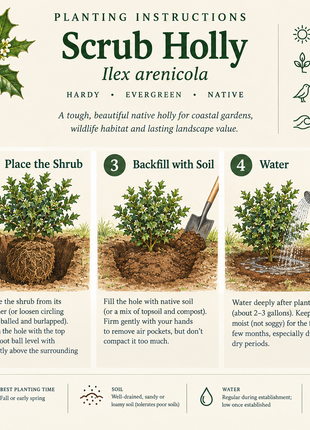Pre-Order Scrub Holly (Ilex arenicola)