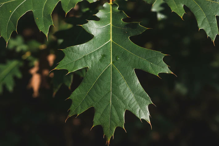 Shumard Oak Wholesale By Flowing Well Tree Farm