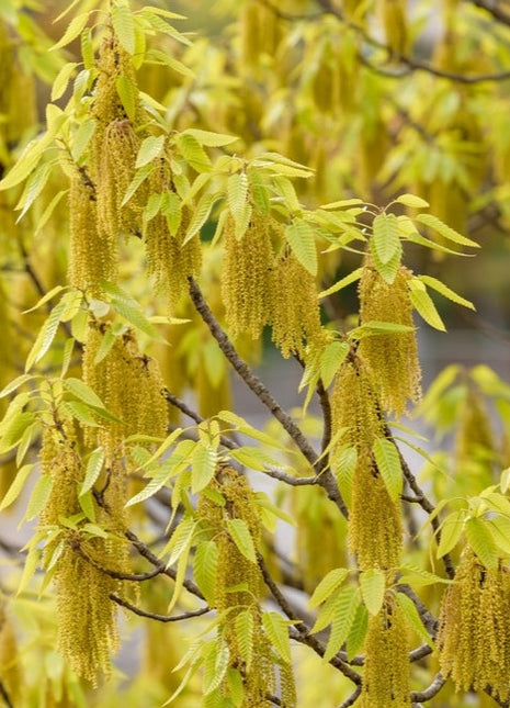 Sawtooth Oak (Quercus Acutissima)