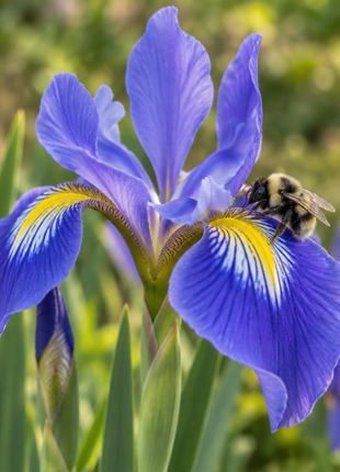 Southern Blue Flag Iris (Iris Virginica)