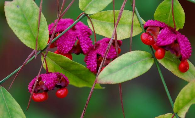 Strawberry Bush (Euonymus Americanus) Florida Native 3 Gallon
