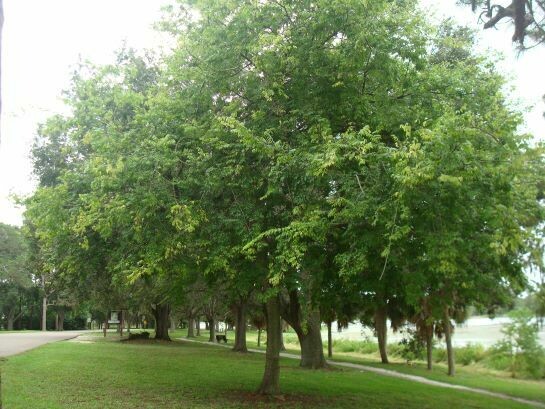 Sugarberry (Celtis Laevigata) 3 Gallon