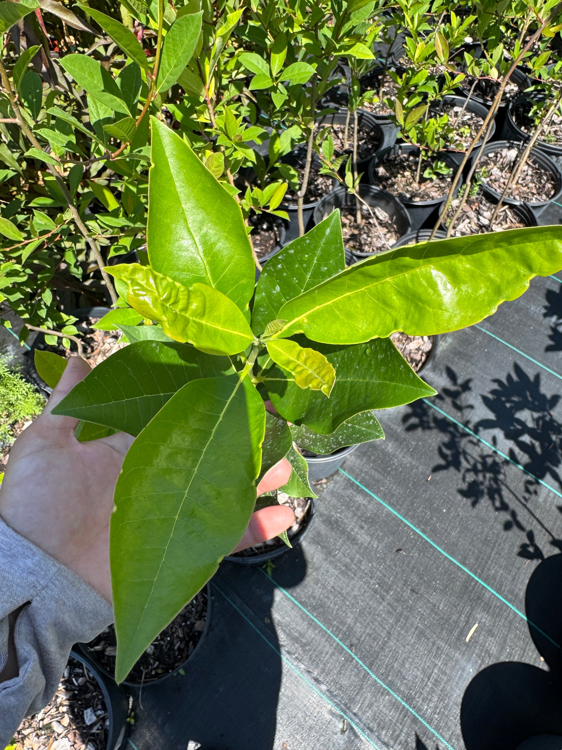 Swamp Tupelo (Nyssa biflora) 3 Gallon