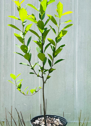 Swamp Tupelo (Nyssa biflora)