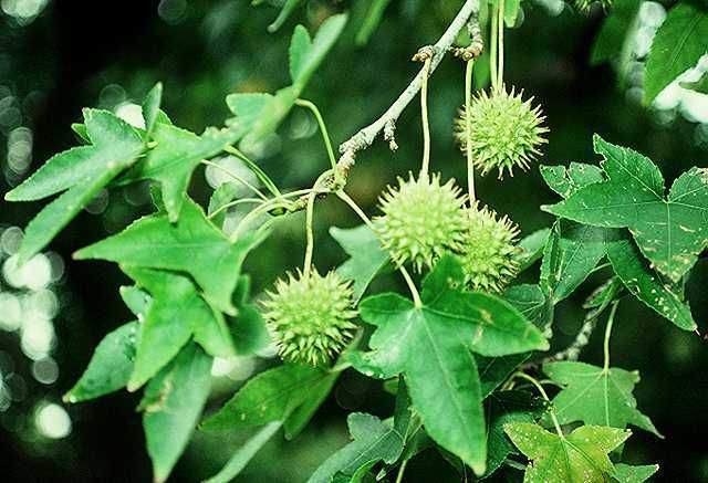 Florida Native Sweetgum (Liquidambar styraciflua) Liner