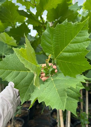 SUPER SALE Sycamore Tree (Platanus occidentalis)