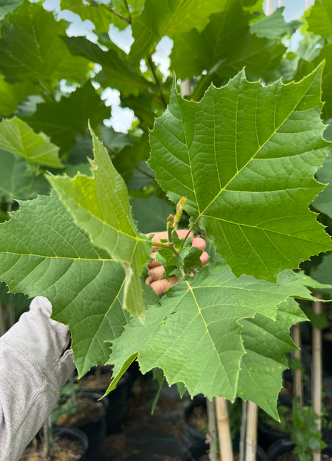 Sycamore Tree (Platanus occidentalis)