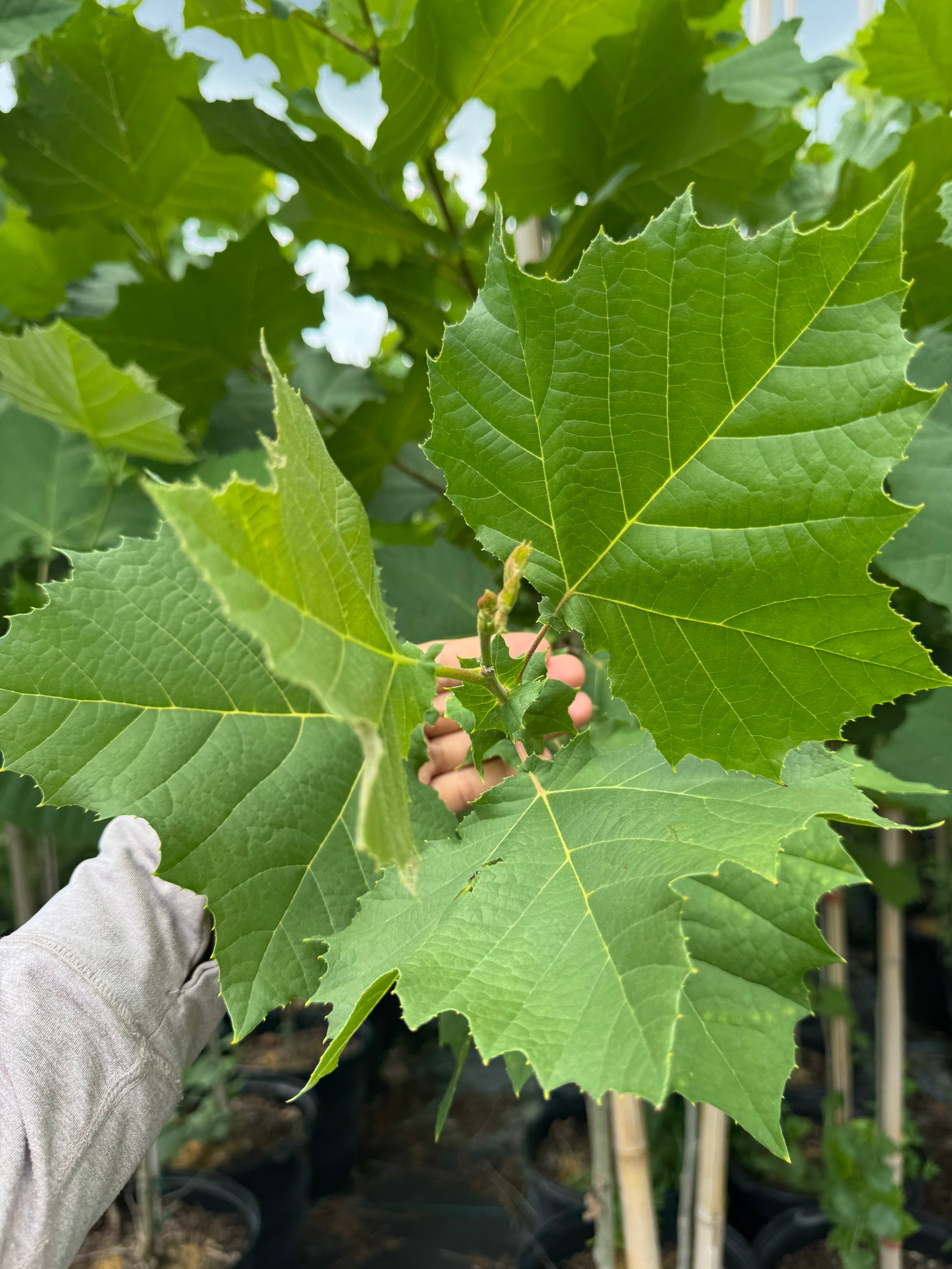 Sycamore Tree (Platanus occidentalis) 15 Gallon
