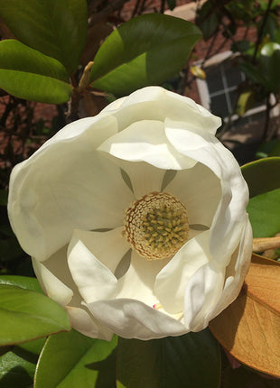 Teddy Bear Magnolia (Magnolia Grandiflora 'Southern Charm)