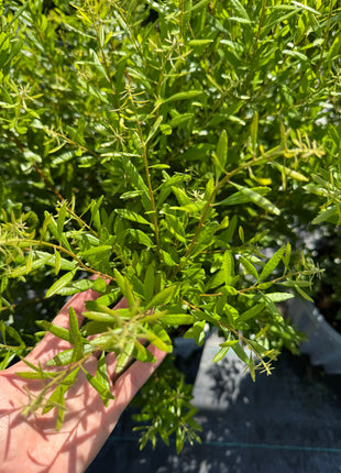 Hand holding a branch of green leaves with a blurred background