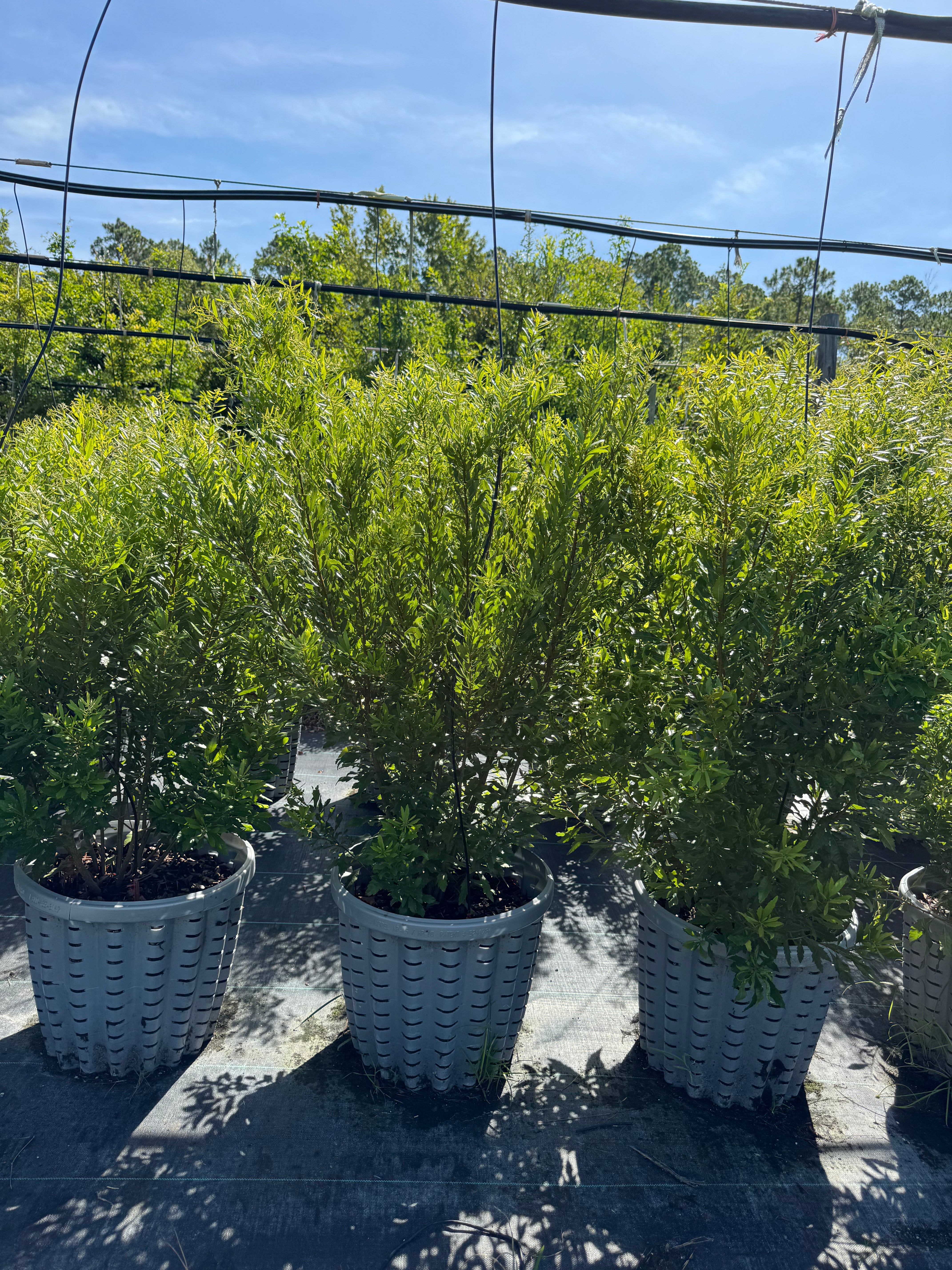 Potted plants in woven baskets on a concrete surface with a clear sky.