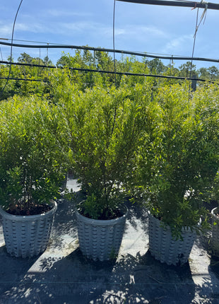Potted plants in woven baskets on a concrete surface with a clear sky.