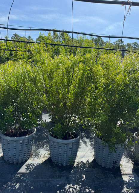 Potted plants in woven baskets on a concrete surface with a clear sky.