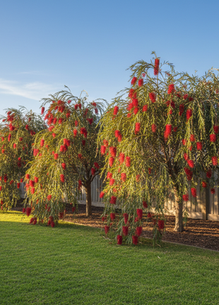 Weeping Bottlebrush Tree (Callistemon Viminalis weeping) make a row of 10 in backyard
