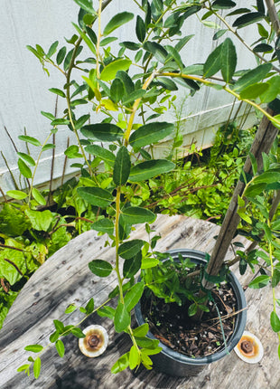 Weeping Yaupon Holly (Ilex vomitoria 'Pendula')