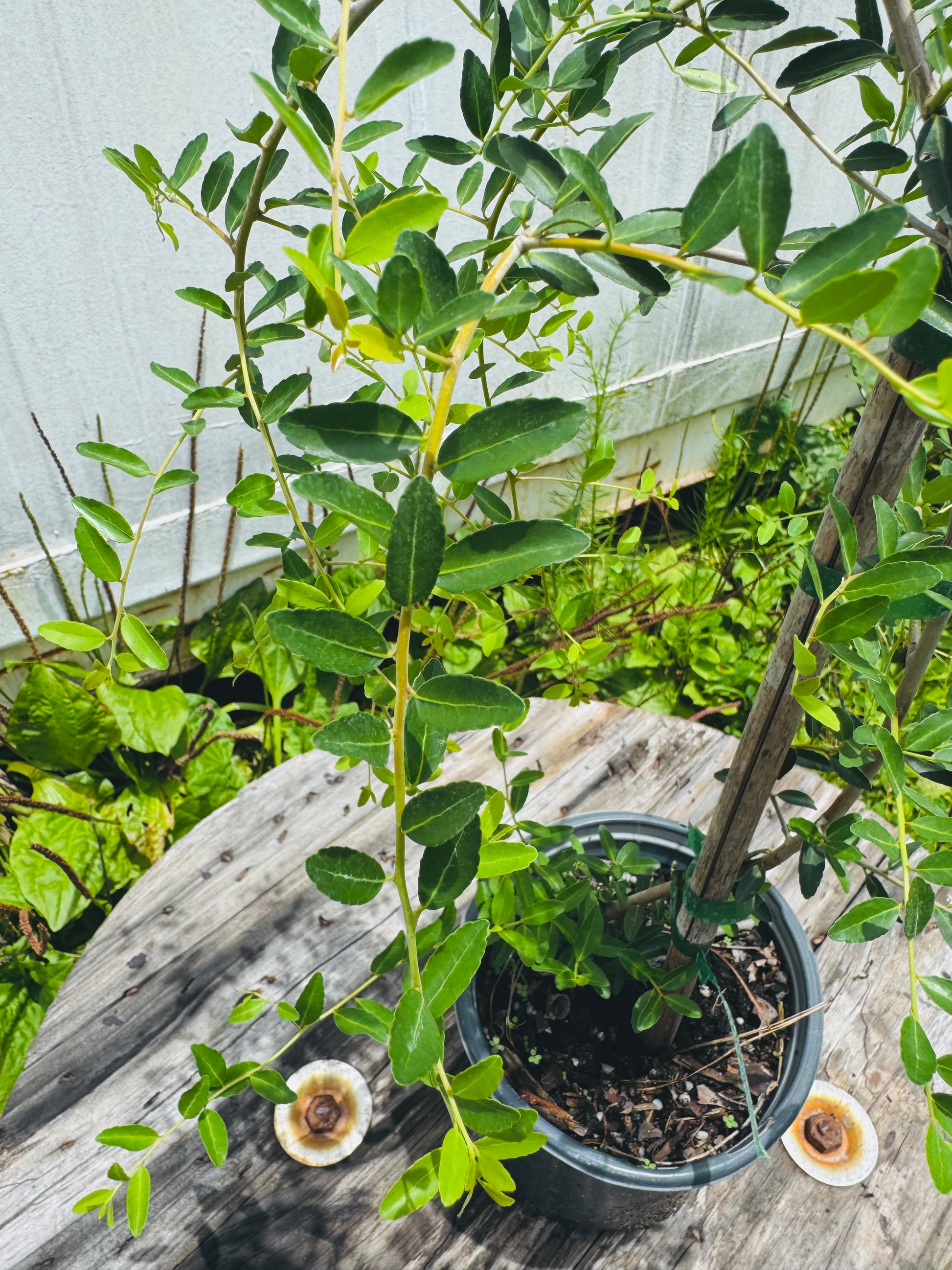 Weeping Yaupon Holly (Ilex vomitoria 'Pendula') 1 Gallon