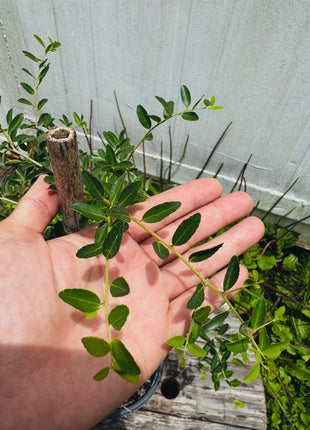 Weeping Yaupon Holly (Ilex vomitoria 'Pendula')