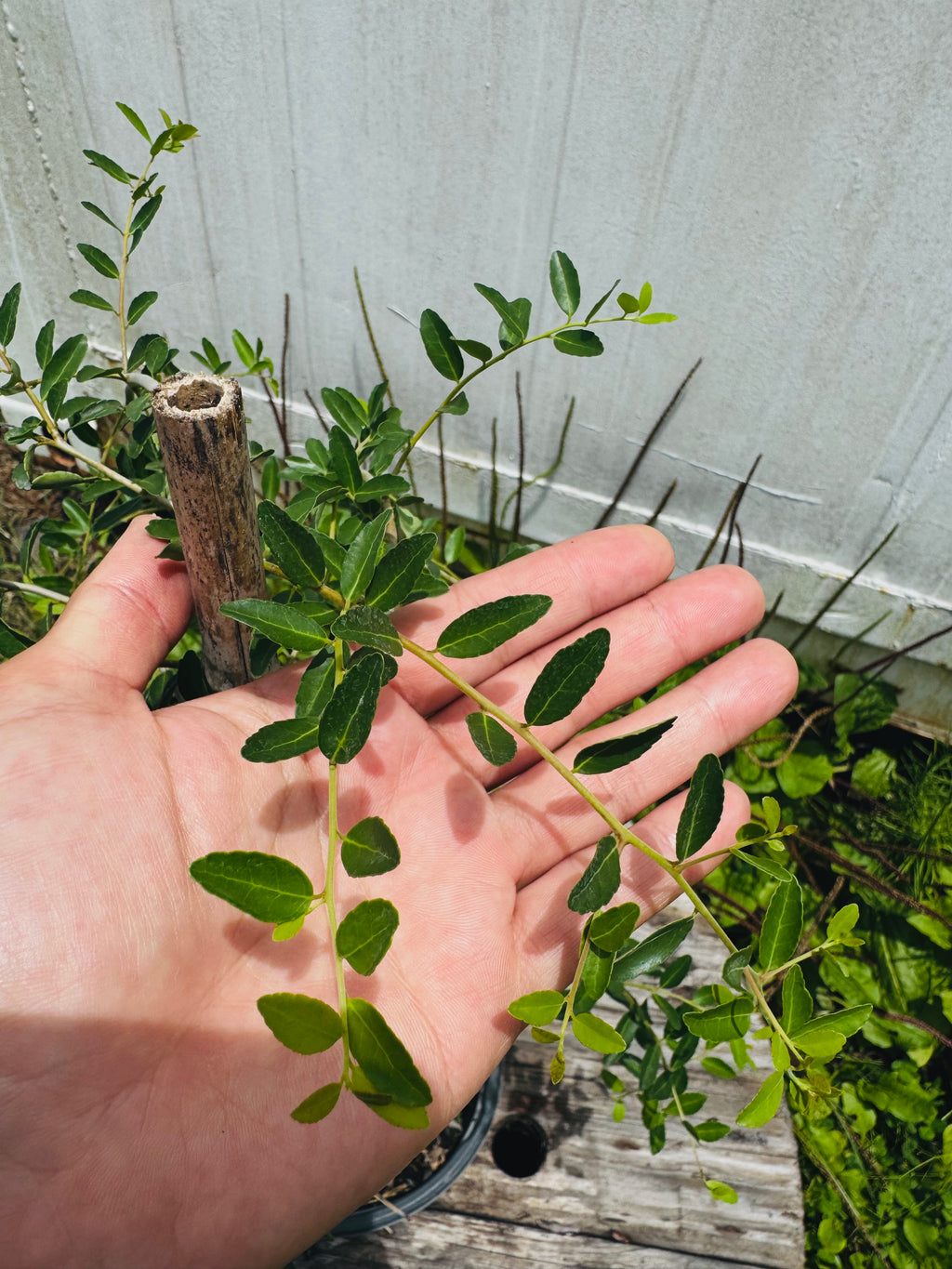 Weeping Yaupon Holly (Ilex vomitoria 'Pendula') 1 Gallon