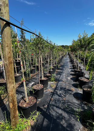 Weeping Bottlebrush Tree (Callistemon Viminalis weeping)
