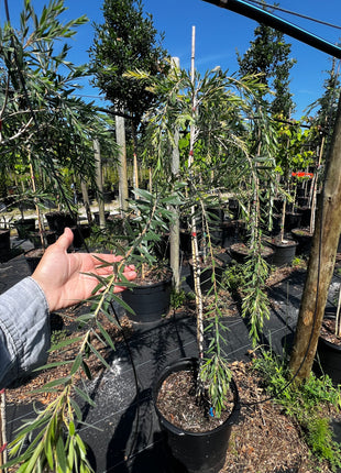 Weeping Bottlebrush Tree (Callistemon Viminalis weeping)