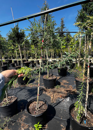 Weeping Bottlebrush Tree (Callistemon Viminalis weeping)