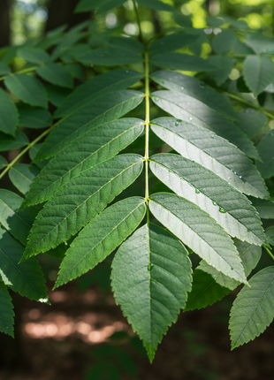 White Ash (Fraxinus Americana)
