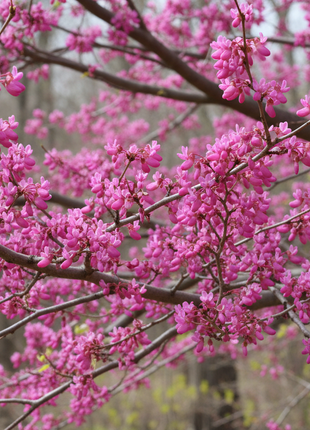 Eastern Redbud (Cercis Canadensis)