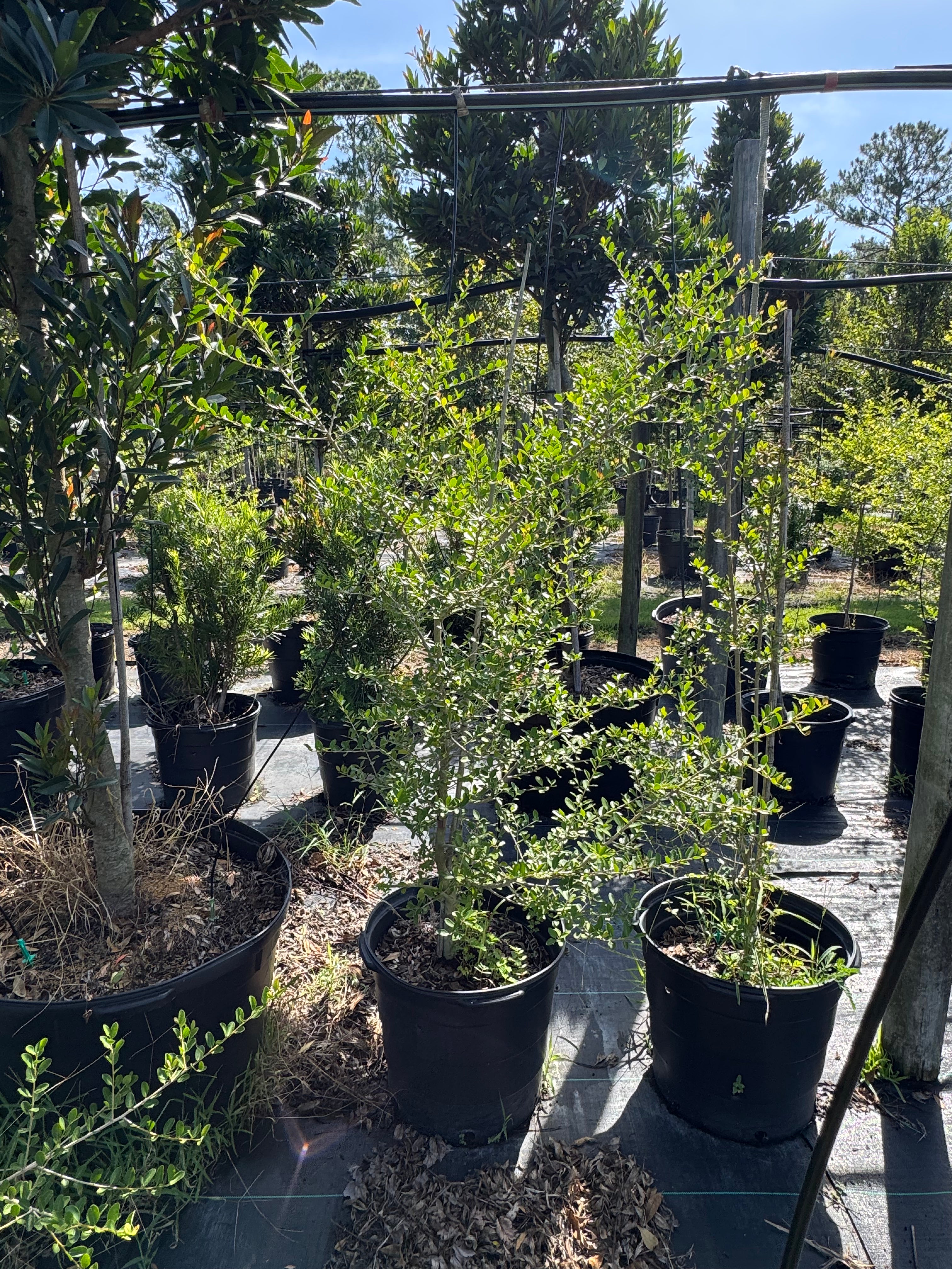 Potted plants in a greenhouse setting with a clear sky. thumbnail
