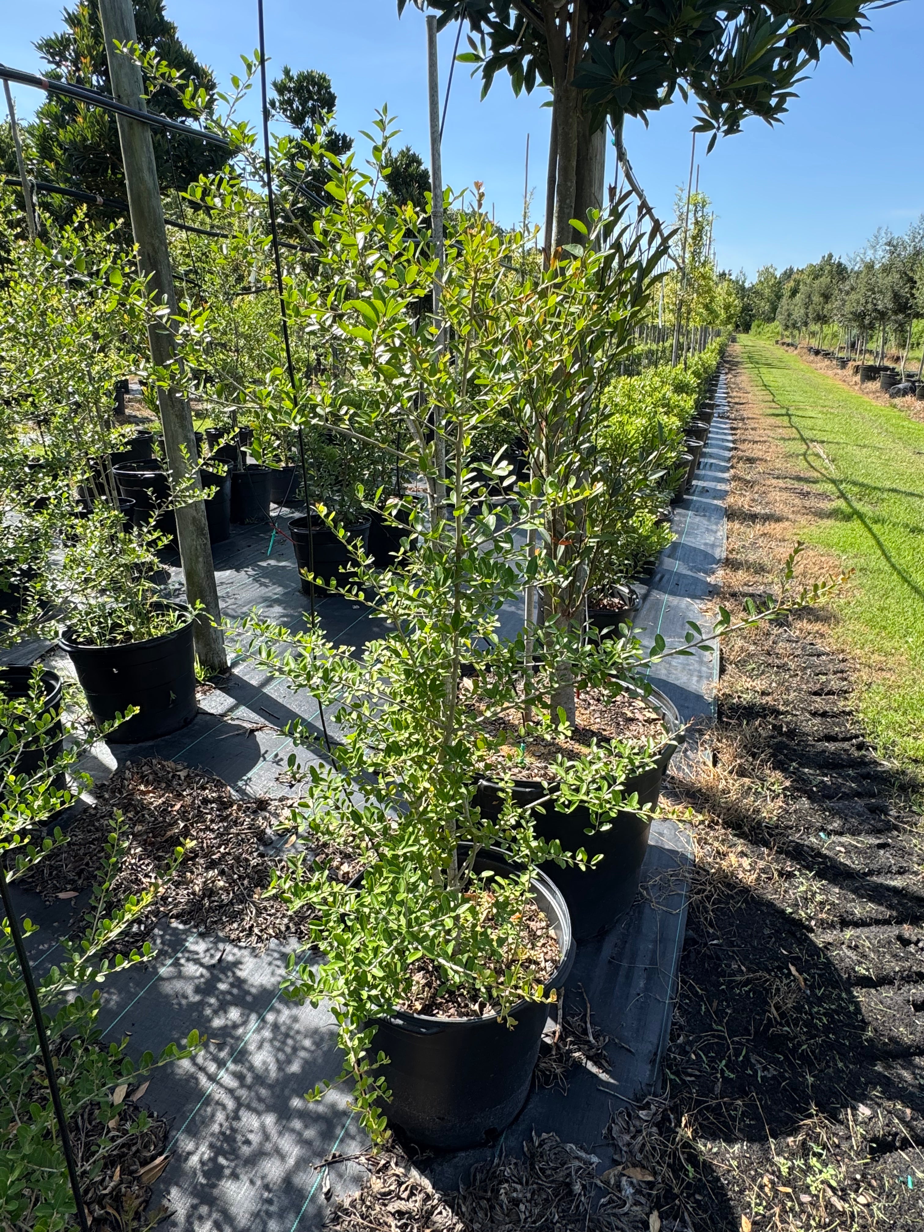 Row of potted trees in a nursery setting with clear blue sky. thumbnail