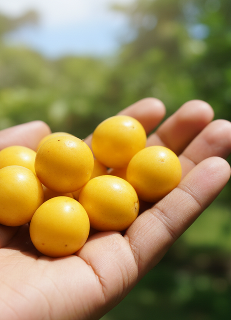 Hand holding yellow fruits with a blurred green background